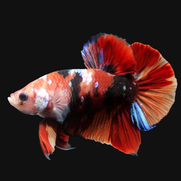 （熱帯魚）鯉ベタ・ハーフムーンプラカット　コイカラー　ニモ（キャンディー）　オス（１匹）　北海道・九...