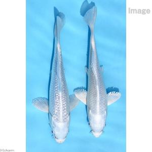 （錦鯉）プラチナ錦鯉　ニシキゴイ　１４〜１８ｃｍ（１匹）