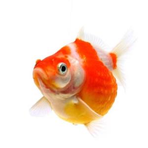 （国産金魚）ちょうちんパール（３匹）