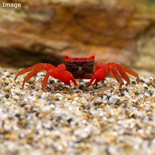 （エビ・カニ）レッドルビーカーニバル・クラブ（３匹）　北海道・九州航空便要保温