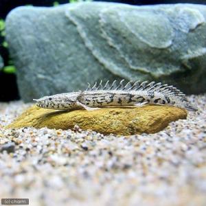 値下げしました！熱帯魚ポリプテルス5種類6匹（エンドリケリー・デルヘッジ・ビュティコフェリ・モケーレムベンベ・パルマスポーリー） 熱帯魚）ポリプテルス・デルヘジィ MLサイズ（約15〜20cm