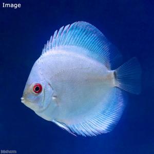(熱帯魚)ブルーダイヤモンド・ディスカス(Sサ...の詳細画像1