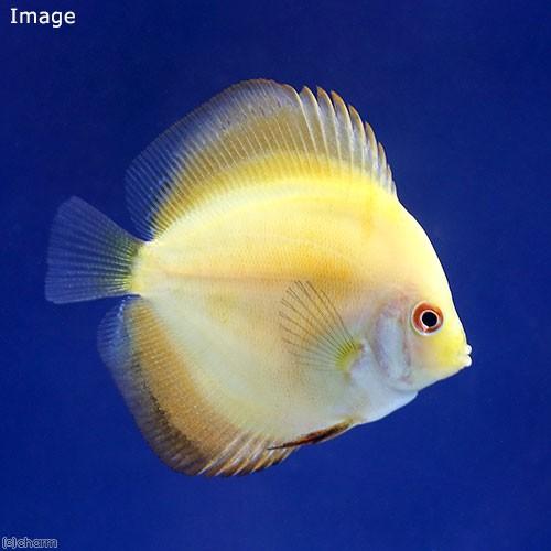 （熱帯魚）イエローダイヤモンド・ディスカス（Ｓサイズ）（１匹）　北海道・九州航空便要保温