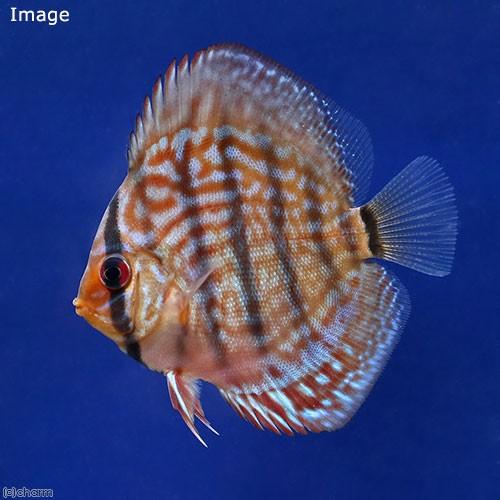（熱帯魚）ジャーマンレッドターコイズ・ディスカス（Ｓサイズ）（１匹）　北海道・九州航空便要保温