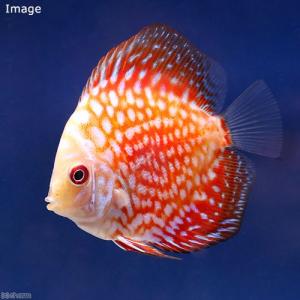 (熱帯魚)ポルカドットラフレシア・ディスカス(...の詳細画像1