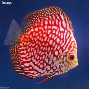 (熱帯魚)ポルカドットラフレシア・ディスカス(...の詳細画像2