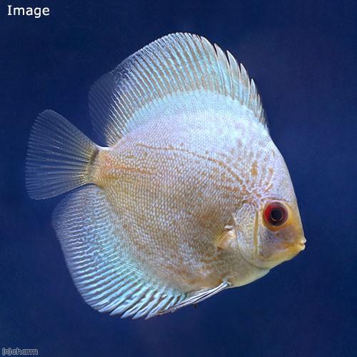 （熱帯魚）フルカラーブルースコーピオン・ディスカス（Ｓサイズ）（１匹）　沖縄別途送料　北海道・九州航...
