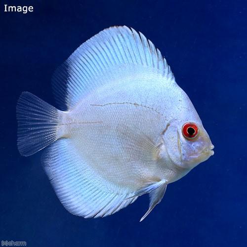 （熱帯魚）ブルーダイヤモンド・ディスカス（Ｓサイズ）（３匹）　沖縄別途送料　北海道・九州航空便要保温