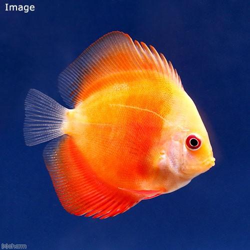 （熱帯魚）レッドメロン・ディスカス（Ｓサイズ）（３匹）　沖縄別途送料　北海道・九州航空便要保温
