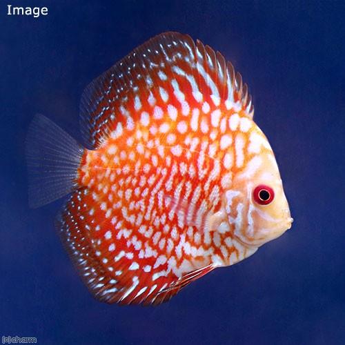 （熱帯魚）ポルカドットラフレシア・ディスカス（Ｓサイズ）（３匹）　沖縄別途送料　北海道・九州航空便要...