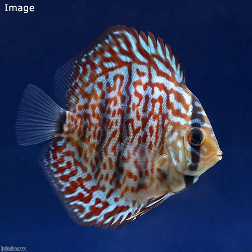 （熱帯魚）ベトナムレッドターコイズ・ディスカス（Ｓサイズ）（３匹）　沖縄別途送料　北海道・九州航空便...