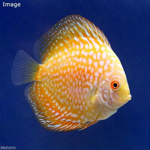 （熱帯魚）ゴールデンラフレシア・ディスカス（Ｓサイズ）（３匹）　沖縄別途送料　北海道・九州航空便要保...