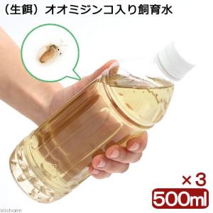 （生餌）死着保証なし　オオミジンコ入り飼育水（５００ｍｌ）　３本セット　活餌