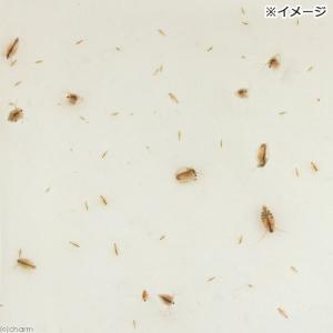 (生餌)死着保証なし オオミジンコ入り飼育水(...の詳細画像1