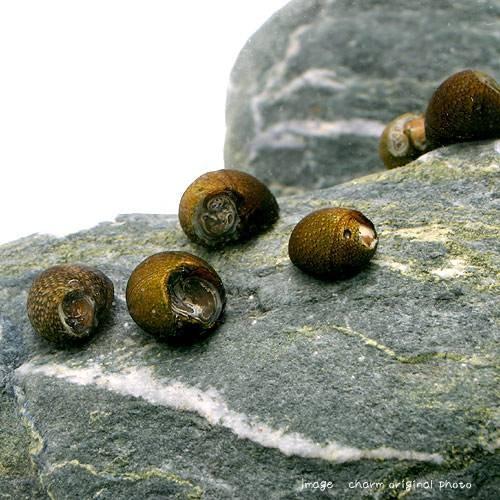 （エビ・貝）（Ｂ品）石巻貝（５０匹）（＋１割おまけ）　北海道・九州航空便要保温