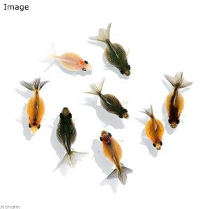 （国産金魚）ピンポンパール　新仔（３匹）｜chanet
