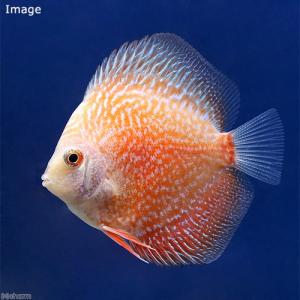 (熱帯魚)ルビースネークピジョン・ディスカス(...の詳細画像1