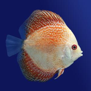 (熱帯魚)ルビースネークピジョン・ディスカス(...の詳細画像2