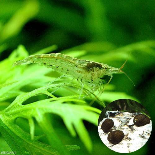 （エビ・貝）コケ対策セット　６０ｃｍ水槽用　アルジー・ライムシュリンプ（１０匹）＋石巻貝（１０匹）　...