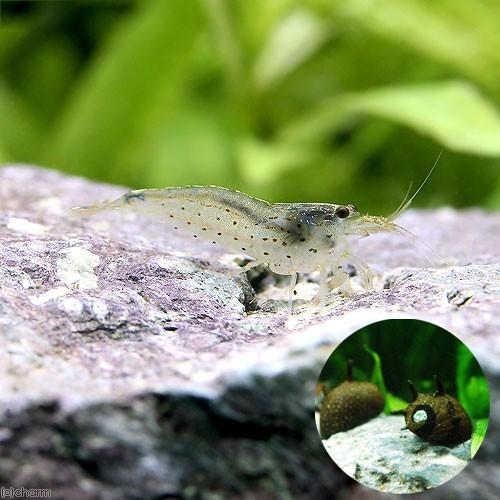 （エビ・貝）コケ対策セット　６０ｃｍ水槽用　トロピカルシュリンプ（１０匹）＋サザエ石巻貝（６匹）　北...