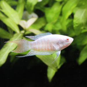 アルビノ 金魚 熱帯魚 の商品一覧 生き物 生体 ペット用品 生き物 通販 Yahoo ショッピング