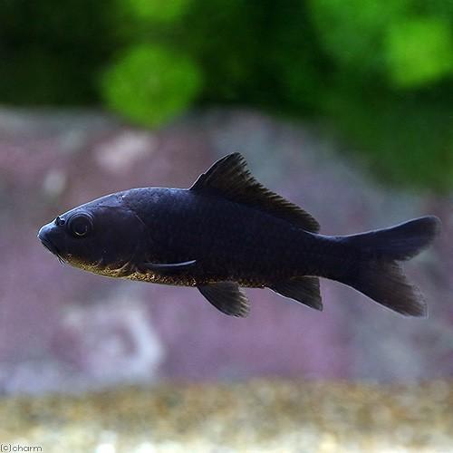 （国産金魚）ブラックコメット（１匹）