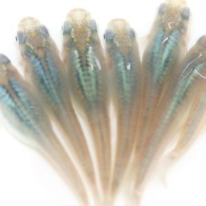 (めだか)深海メダカ(5匹)の詳細画像1