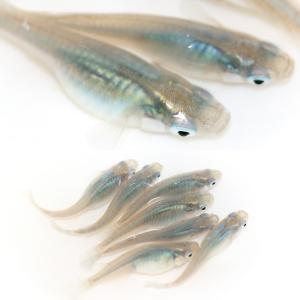 (めだか)深海メダカ(5匹)の詳細画像2