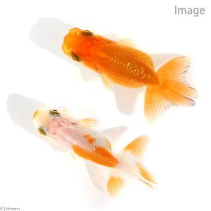 （国産金魚）協会系らんちゅう　４〜７ｃｍ（５匹）｜chanet