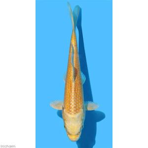 （錦鯉）山吹黄金　８〜１３ｃｍ（３匹）