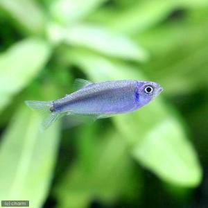 (熱帯魚)ドワーフブルー・テトラ(3匹) 北海道...の商品画像