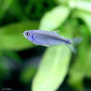 (熱帯魚)ドワーフブルー・テトラ(3匹) 北海...の詳細画像1
