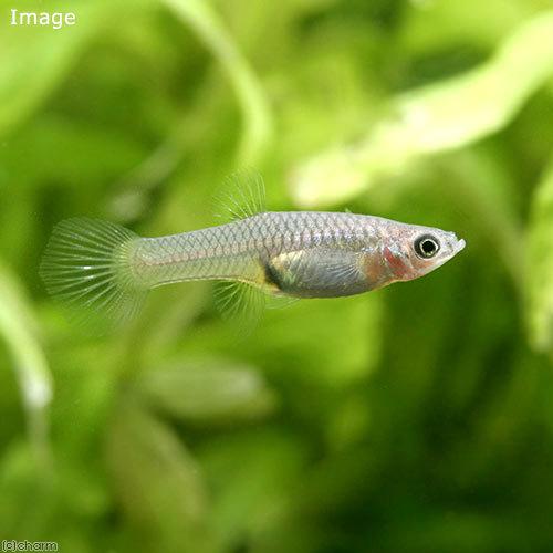 （熱帯魚）エンドラーズ・グッピー　メス（外国産）（１０匹）　北海道航空便要保温
