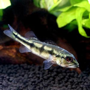 キクラケルベリー　約30センチ アイスポットシクリッド（キクラケルベリー）の飼育のポイントと