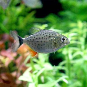 熱帯魚）ブラックバンデッドメチニス（ブリード）（1匹） 北海道