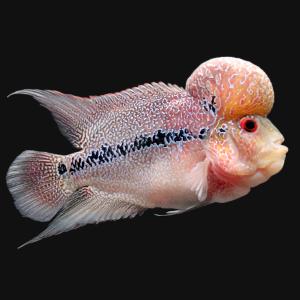 （熱帯魚）一点物　フラワーホーン　１３ｃｍ（１匹）　北海道・九州航空便要保温　沖縄別途送料｜chanet