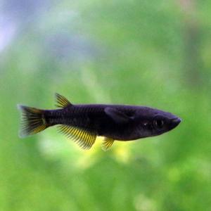 チャームオロチメダカ 熱帯魚 アクアリウム用品 の商品一覧 ペット用品 生き物 通販 Yahoo ショッピング