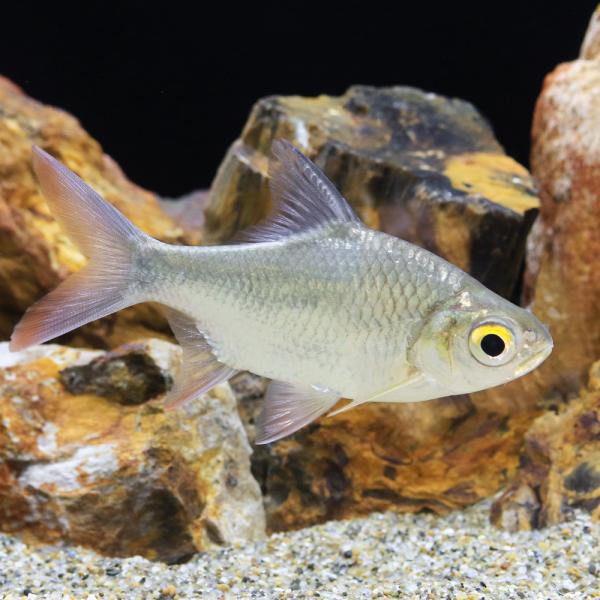 （熱帯魚）レッドフィンバルブ（１匹）　北海道・九州航空便要保温