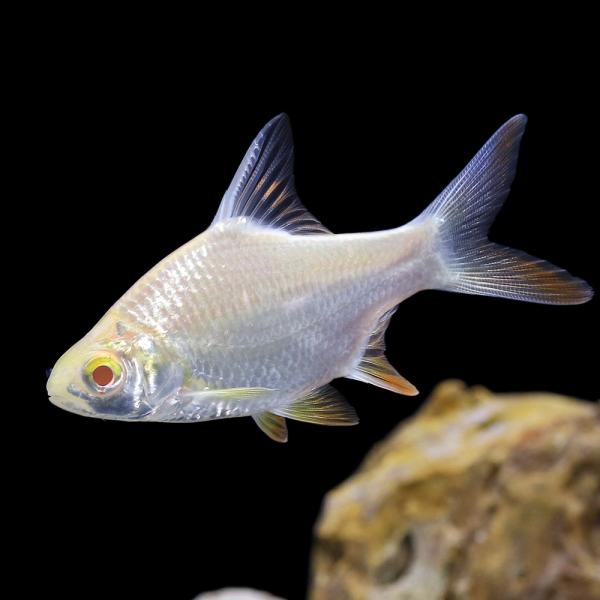 （熱帯魚）アルビノレッドフィンバルブ（１匹）　北海道・九州航空便要保温