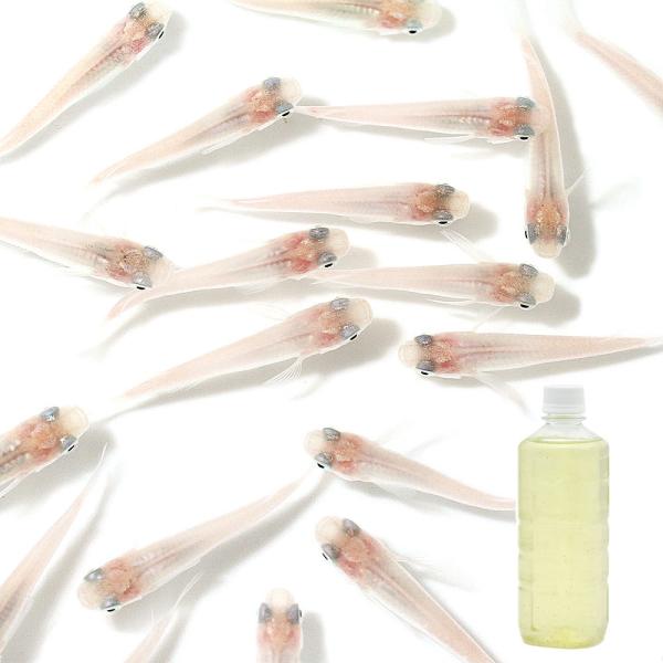 （生餌）（めだか）白メダカ（１２匹）＋タマミジンコ入り飼育水（５００ｍｌ）１本　北海道・九州航空便要...