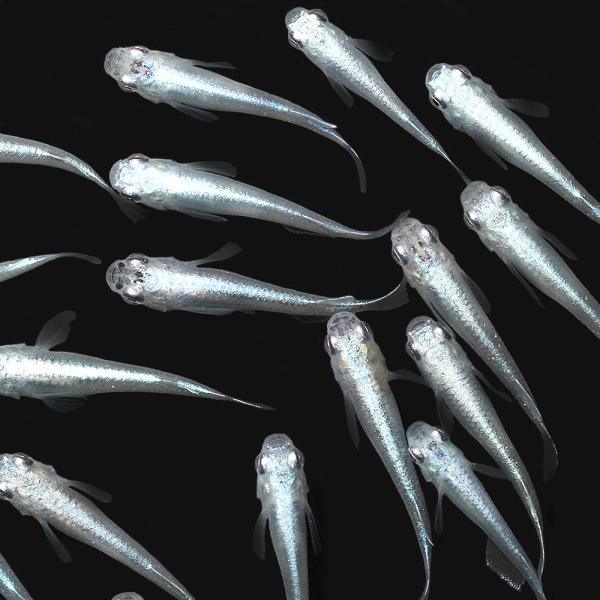 （生餌）（めだか）幹之メダカ　スーパー強光（１０匹）＋タマミジンコ入り飼育水（５００ｍｌ）１本　北海...