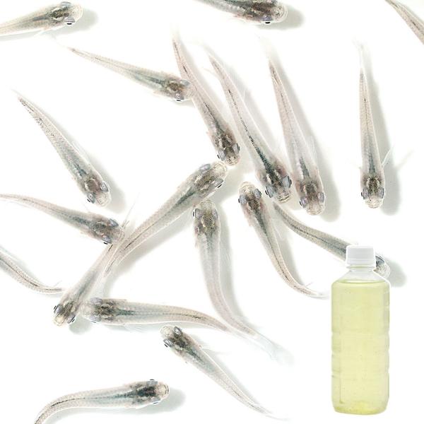 （生餌）（めだか）青メダカ（１２匹）＋タマミジンコ入り飼育水（５００ｍｌ）１本　北海道・九州航空便要...