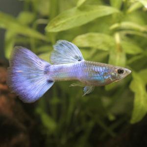 国産グッピージャパンブルー 鑑賞魚生体 の商品一覧 熱帯魚 アクアリウム用品 ペット用品 生き物 通販 Yahoo ショッピング