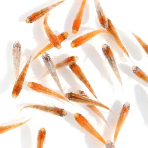 三色メダカ メダカ の商品一覧 観賞魚生体 熱帯魚 アクアリウム用品 ペット用品 生き物 通販 Yahoo ショッピング