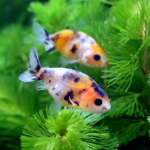 国産金魚）一点物 ドラゴンスケール江戸錦 吉野養魚場産 9cm±（1匹