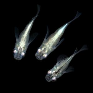 流星ダルマメダカ 強光〜スーパー強光