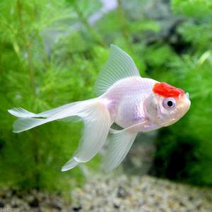 金魚 丹頂の商品一覧 通販 Yahoo ショッピング