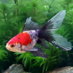 （国産金魚）澤姫　２.５〜４cm（１匹）
