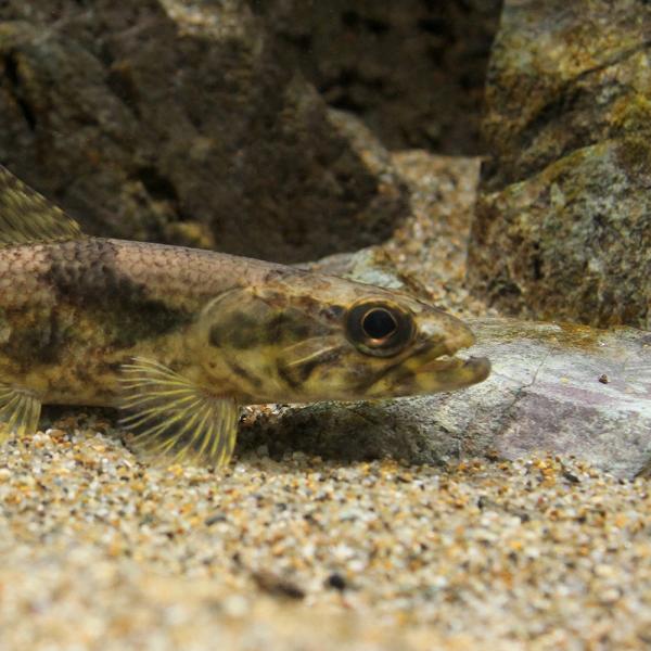 （熱帯魚）タライロン　アイマラ（１匹）　北海道・九州航空便要保温