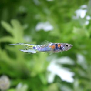 国産グッピー 鑑賞魚生体 の商品一覧 熱帯魚 アクアリウム用品 ペット用品 生き物 通販 Yahoo ショッピング